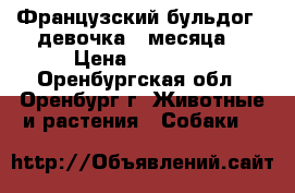 Французский бульдог ( девочка 3 месяца) › Цена ­ 12 000 - Оренбургская обл., Оренбург г. Животные и растения » Собаки   